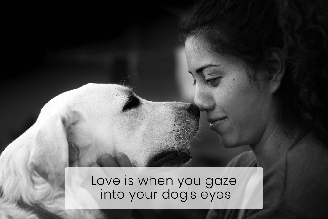 Gazing into Your Dog’s Puppy Eyes Is Actually Good for Both of You