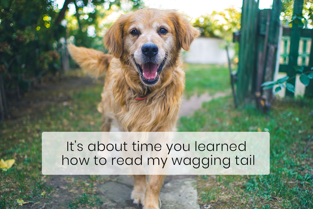 Dogs Wag Their Tail Differently To Convey Different Messages