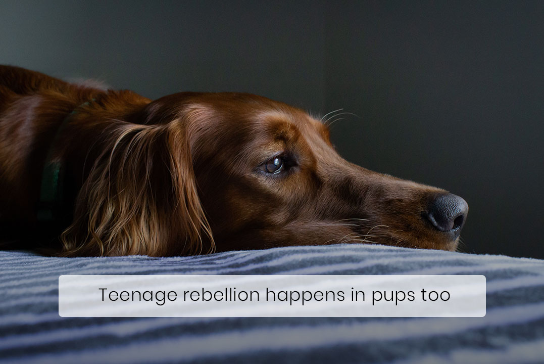 Just Like Humans, Dogs Rebel during Their Adolescent Years