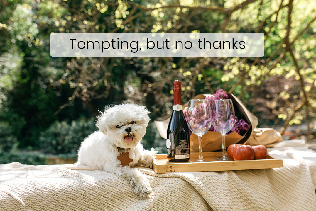 Alcohol and Chocolate Are Toxic To Your Dog