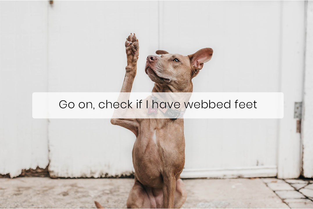 Some Dogs Have Webbed Feet