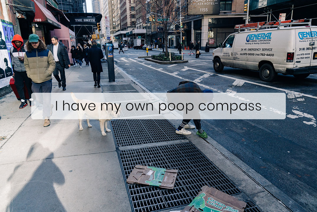 Dogs Prefer To Poop Facing North