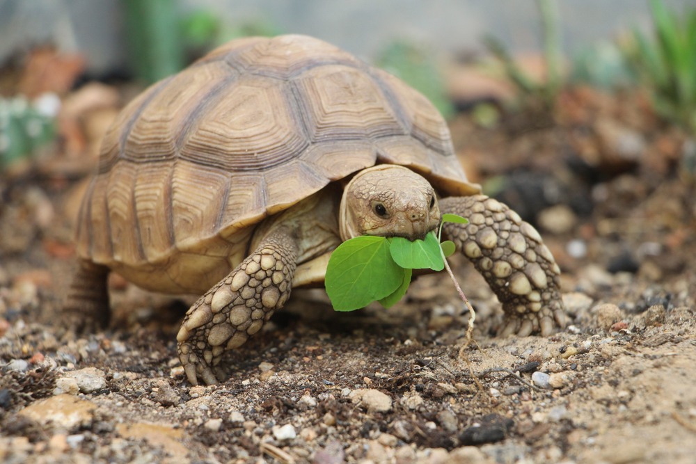 Sulcata Tortoise As A Pet: Care, Temperament And Diet - We're All About ...