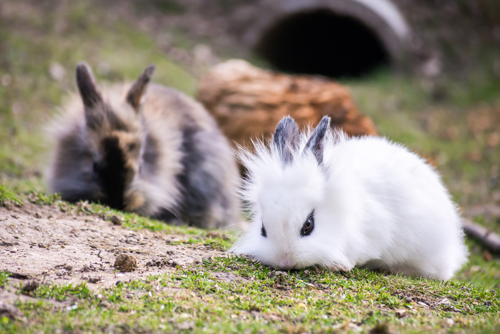 lionhead rabbits are very sociable and live in large family groups