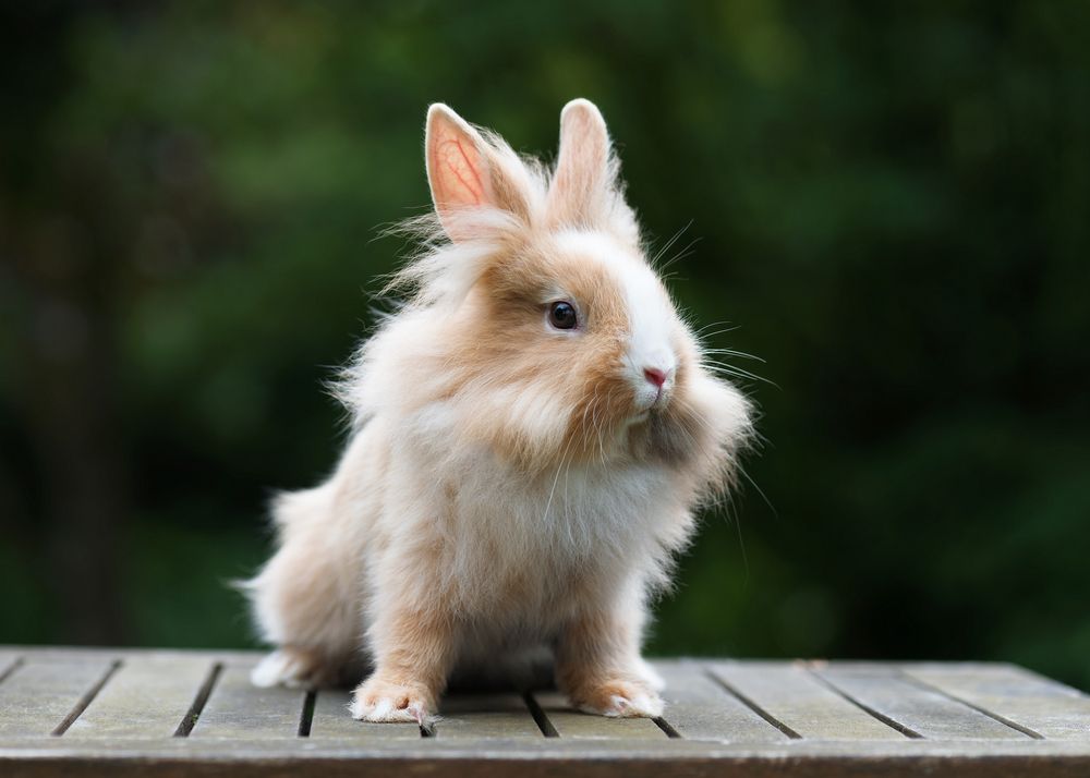 lionhead rabbit
