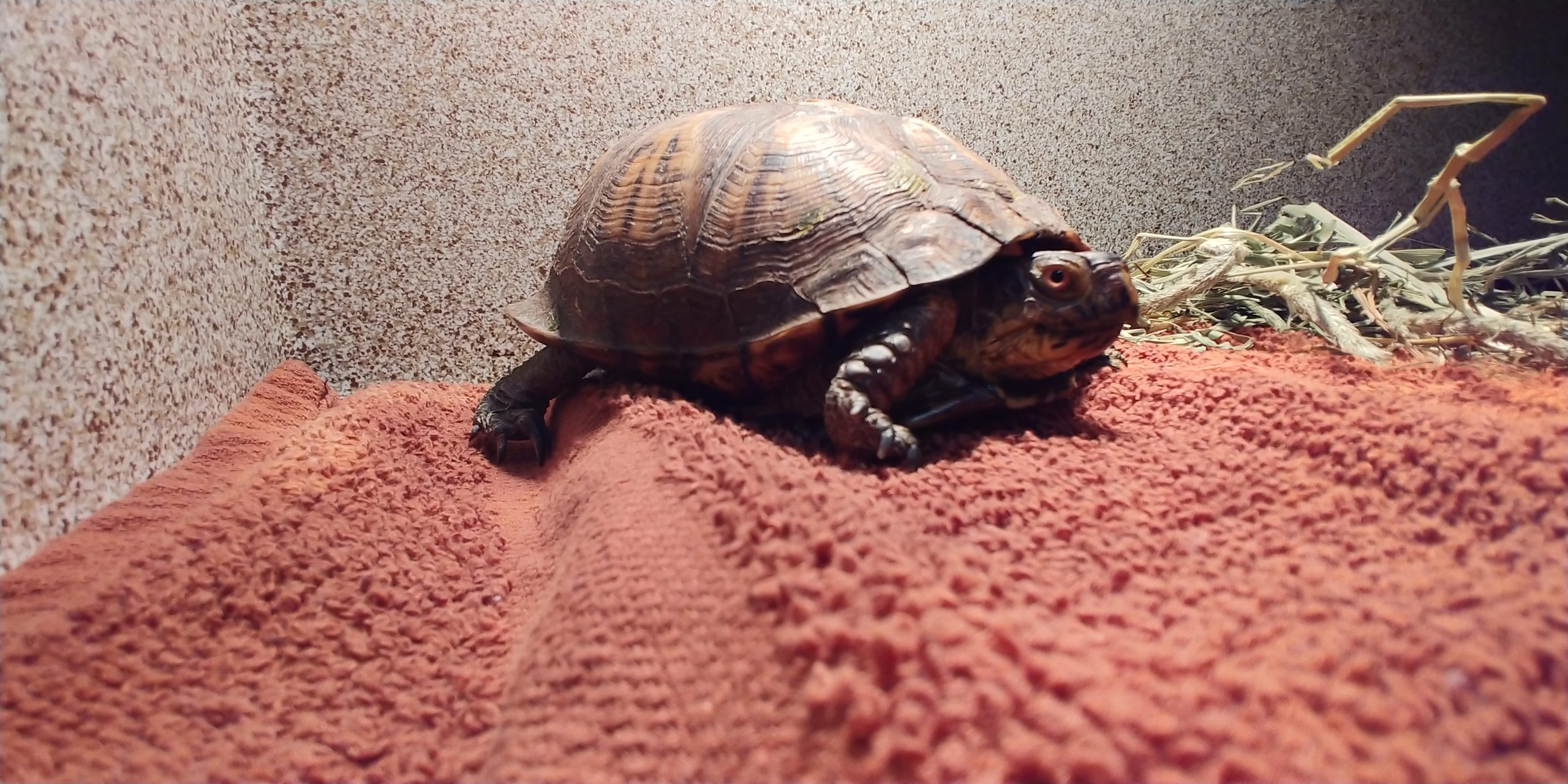 Both indoor and outdoor enclosures should have a substrate that allows some burrowing behaviors