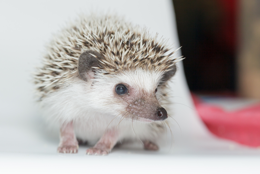 African Pygmy Hedgehog as a pet