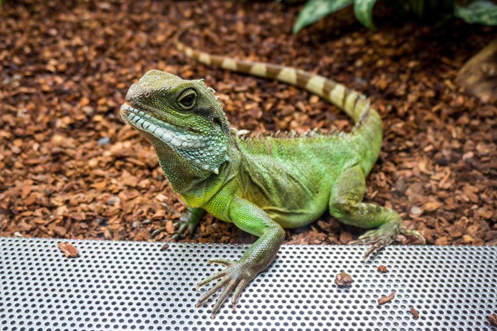 chinese water dragon substrate