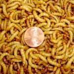 Gimminy Crickets & Worms Live Superworms