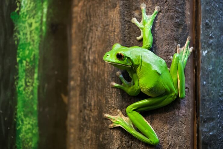 american green frog on a tree