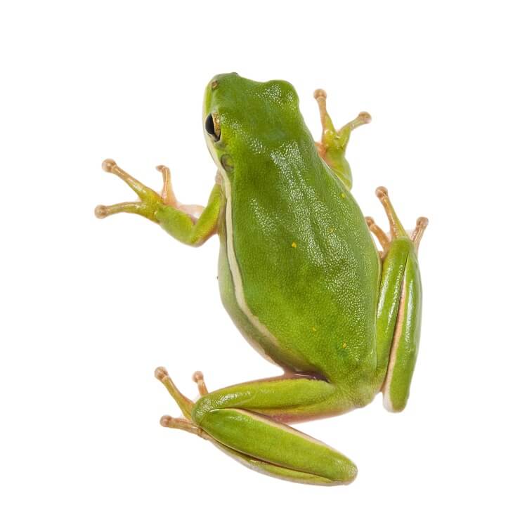 american green frog on a white surface