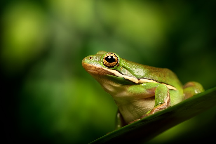 american green tree frog sitting on a leaf