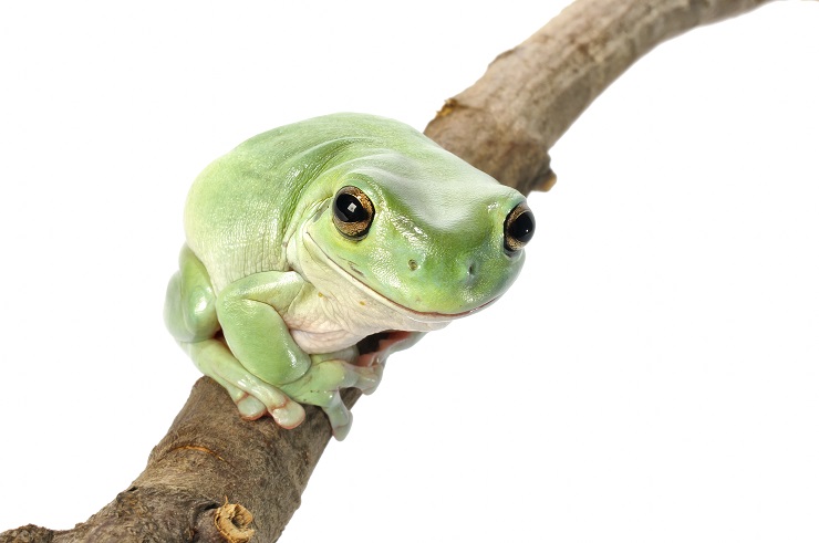 white's frog sitting on a branch