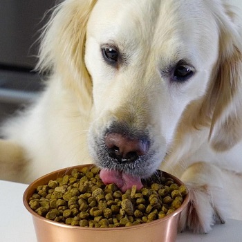 Open Farm Harvest Chicken & Ancient Grains Dry Dog Food