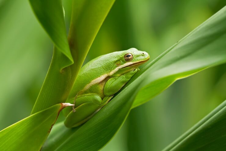 american green tree frog sittingon a leaf