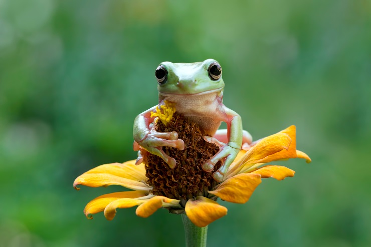 white's tree frog sitting on a flower