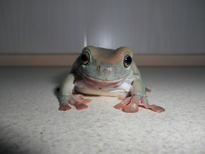 white's tree frog sitting on a neutral ground