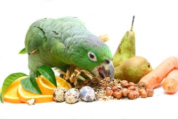 Amazon Parrot: Lifespan, Care & Cost (A Complete Guide) - We're All ...