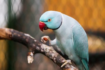 Indian Ringneck As A Pet: Personality, Care And Diet - We're All About Pets