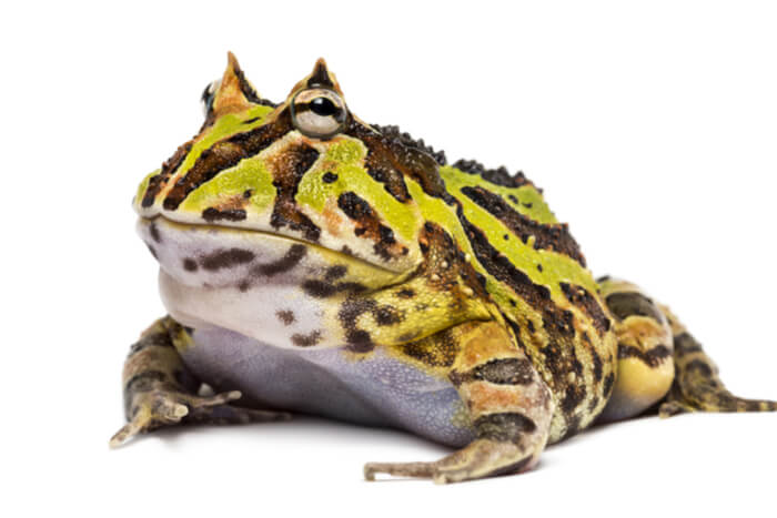 How To Care For A Pacman Frog? Lifespan, Size & Setup - We're All About