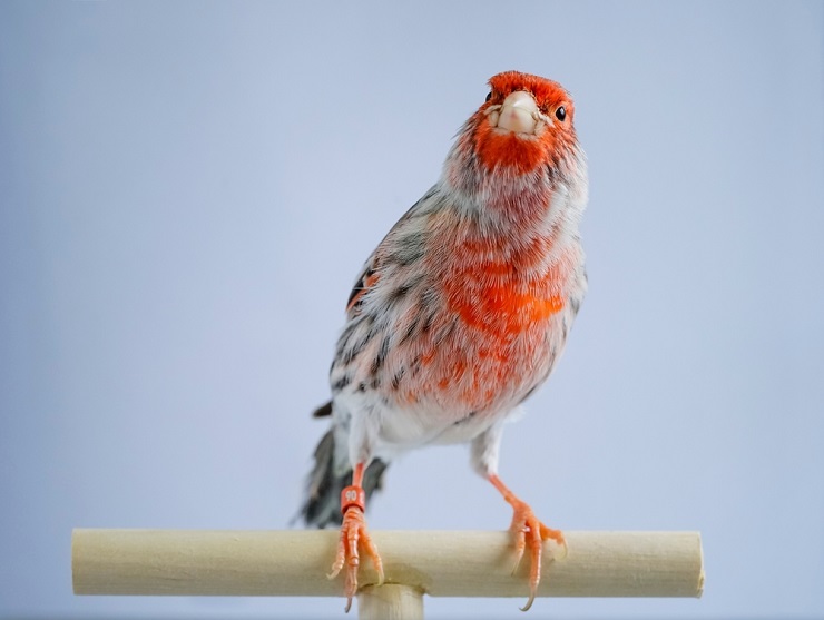 caring for a canary bird