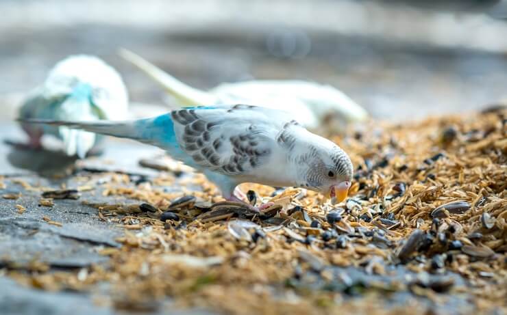 canary birds nutrition