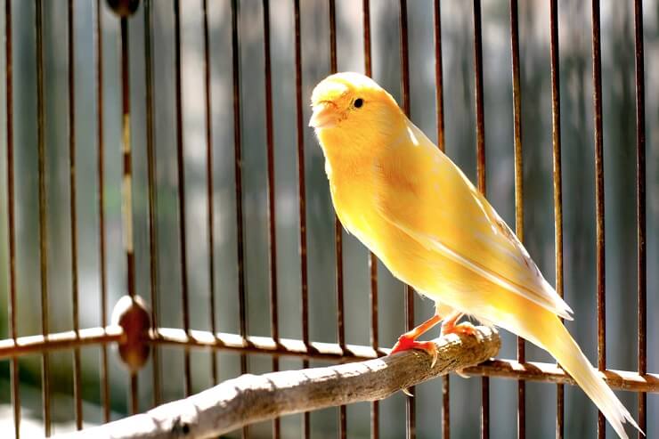 canary birds personality