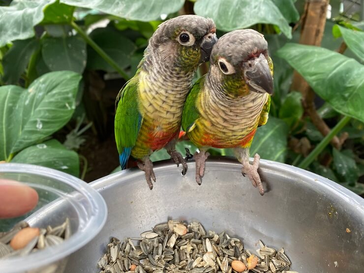 Green-Cheeked Conure nutrition