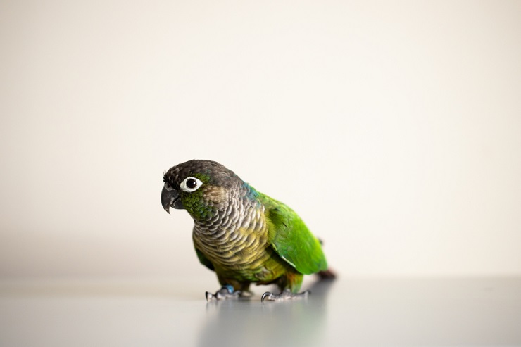 Green-Cheeked Conure personality