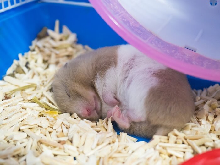 Will I Know If My Hamster Is Going To Hibernate?