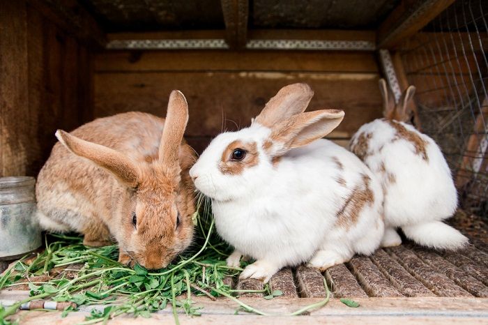 Caring For A Pregnant Rabbit