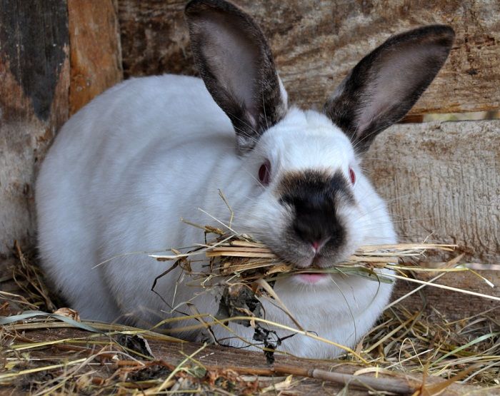 Rabbit Pregnancy 101 Signs Symptoms And Care We re All About Pets