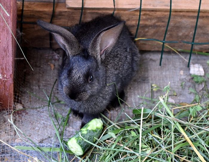 Pregnancy Signs in rabbits