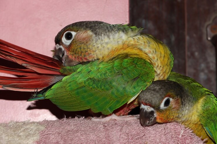 Green-Cheeked Conure care
