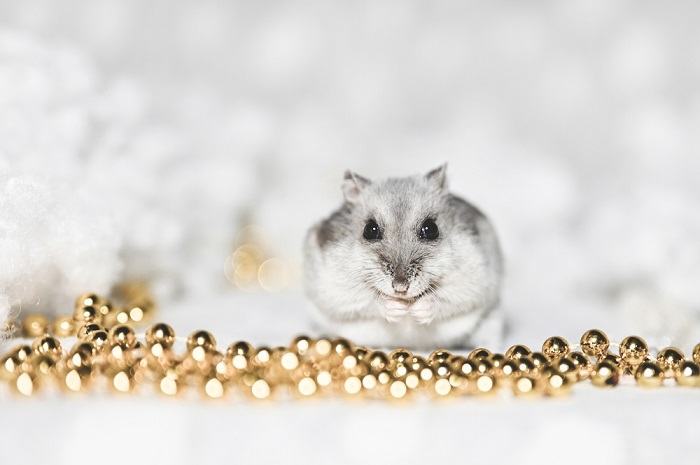 Winter White Dwarf Hamster temperament