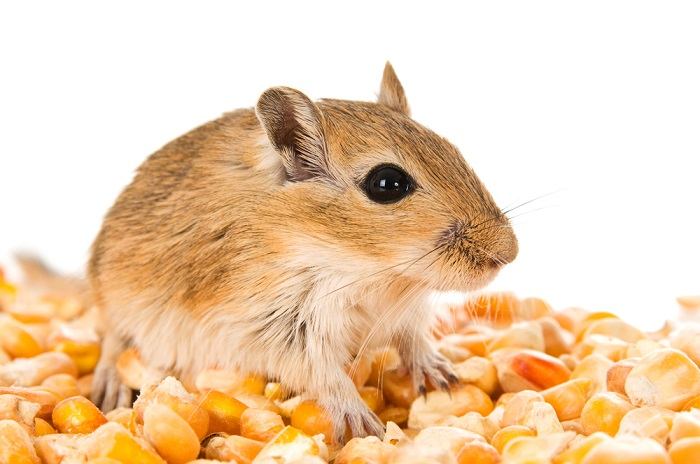 hamster vs gerbil nutrition