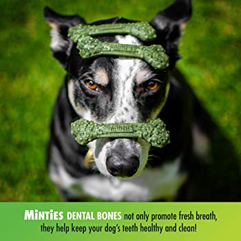 VetIQ Minties Dental Bone Dog Treats