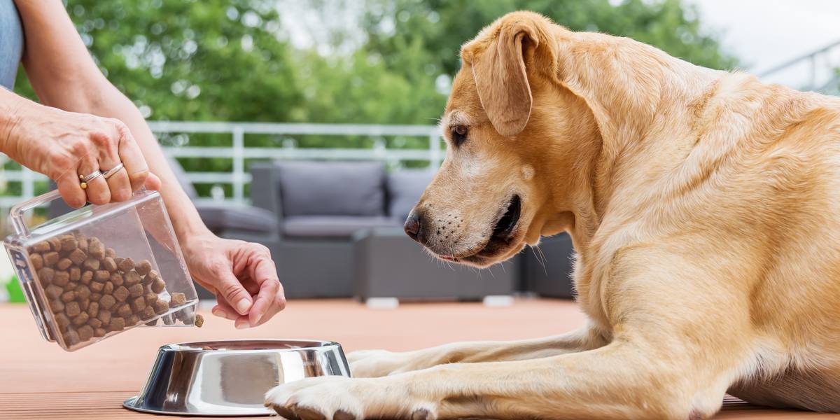 The Top 7 Best ChickenFree Dog Food We