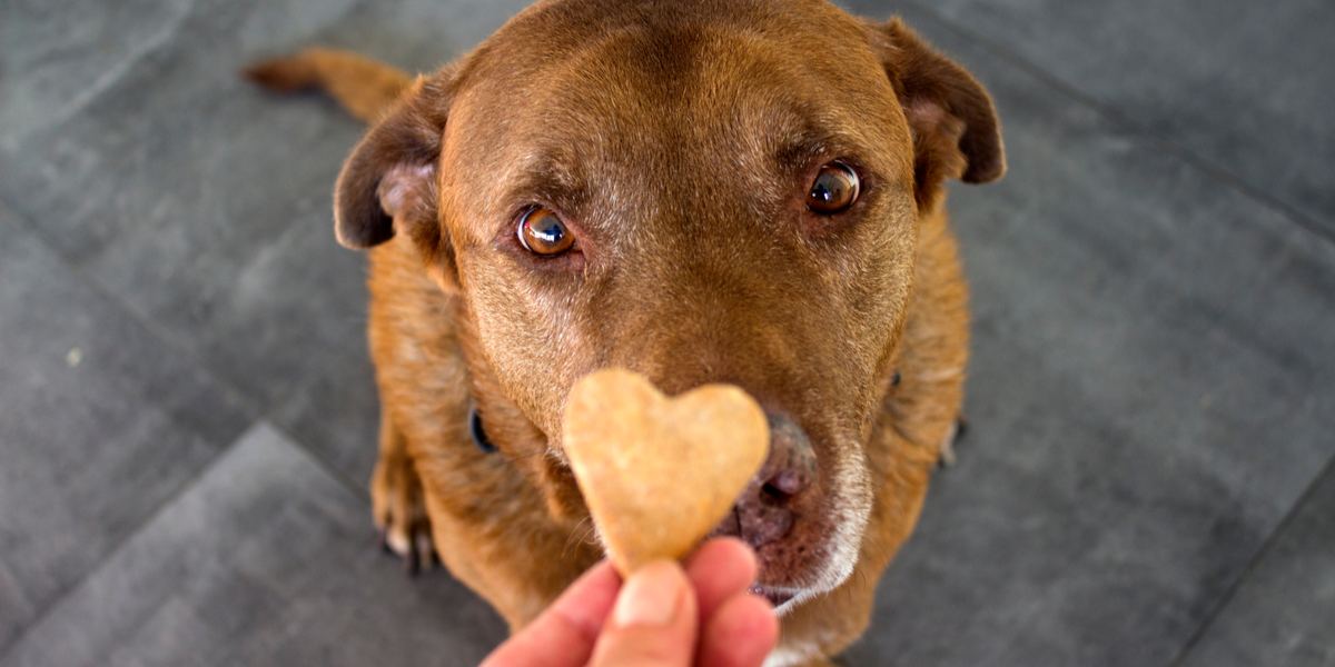 7 Best Dog Treats For Bad Breath We're All About Pets