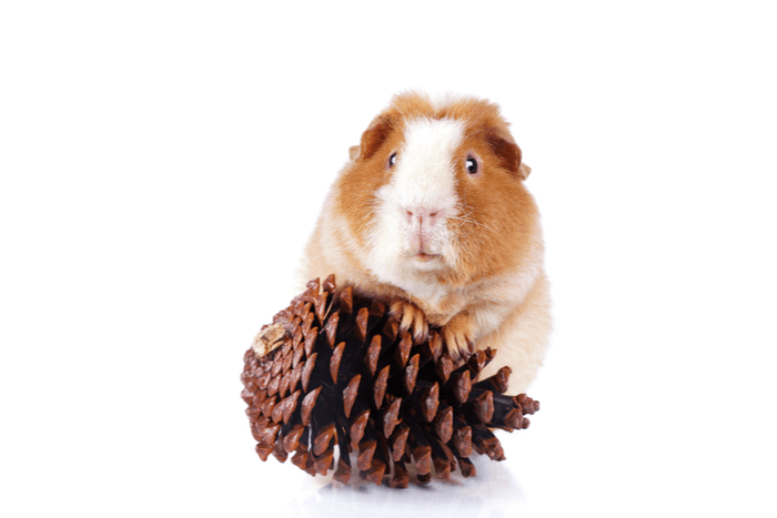 Guinea pig with fir cone