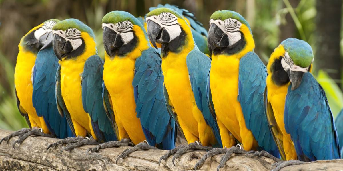 10 Smartest Talking Birds To Keep As Family Pets We're All About Pets