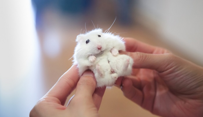 Winter White Dwarf Hamster health problems