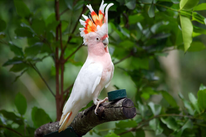 Pink cockatoo perched on a branch