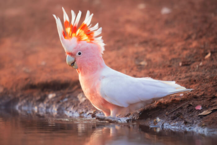 Pink cockatoo in the wild
