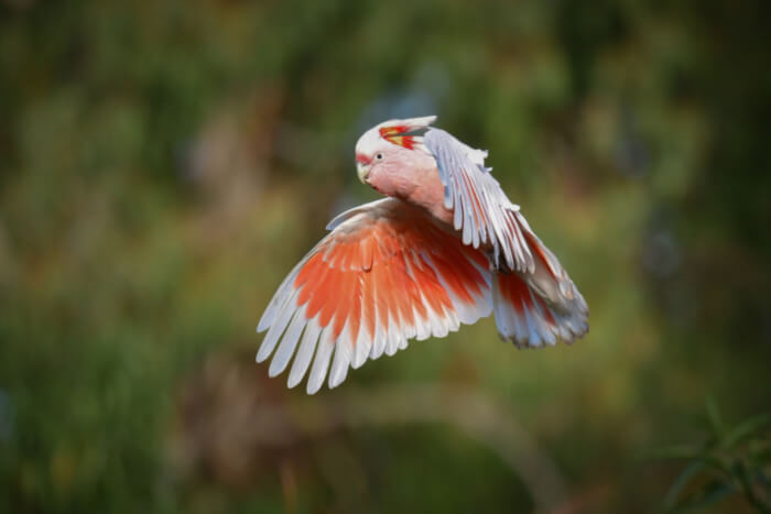 The distinctive pink cockatoo in flight