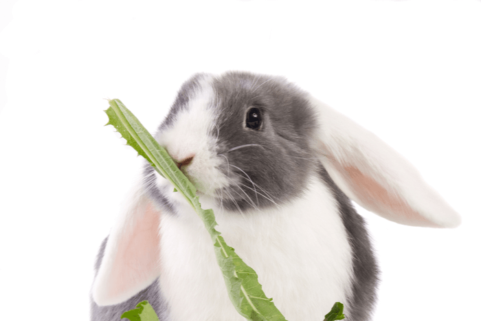 Mini lop eating a dandelion leaf